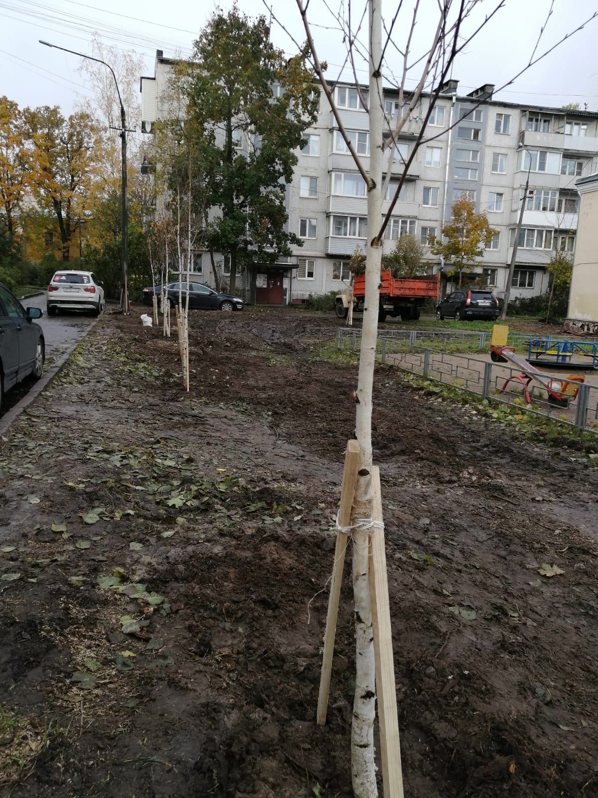 В Гатчине завершены посадки кустарников и деревьев | 27.10.2023 | Гатчина -  БезФормата