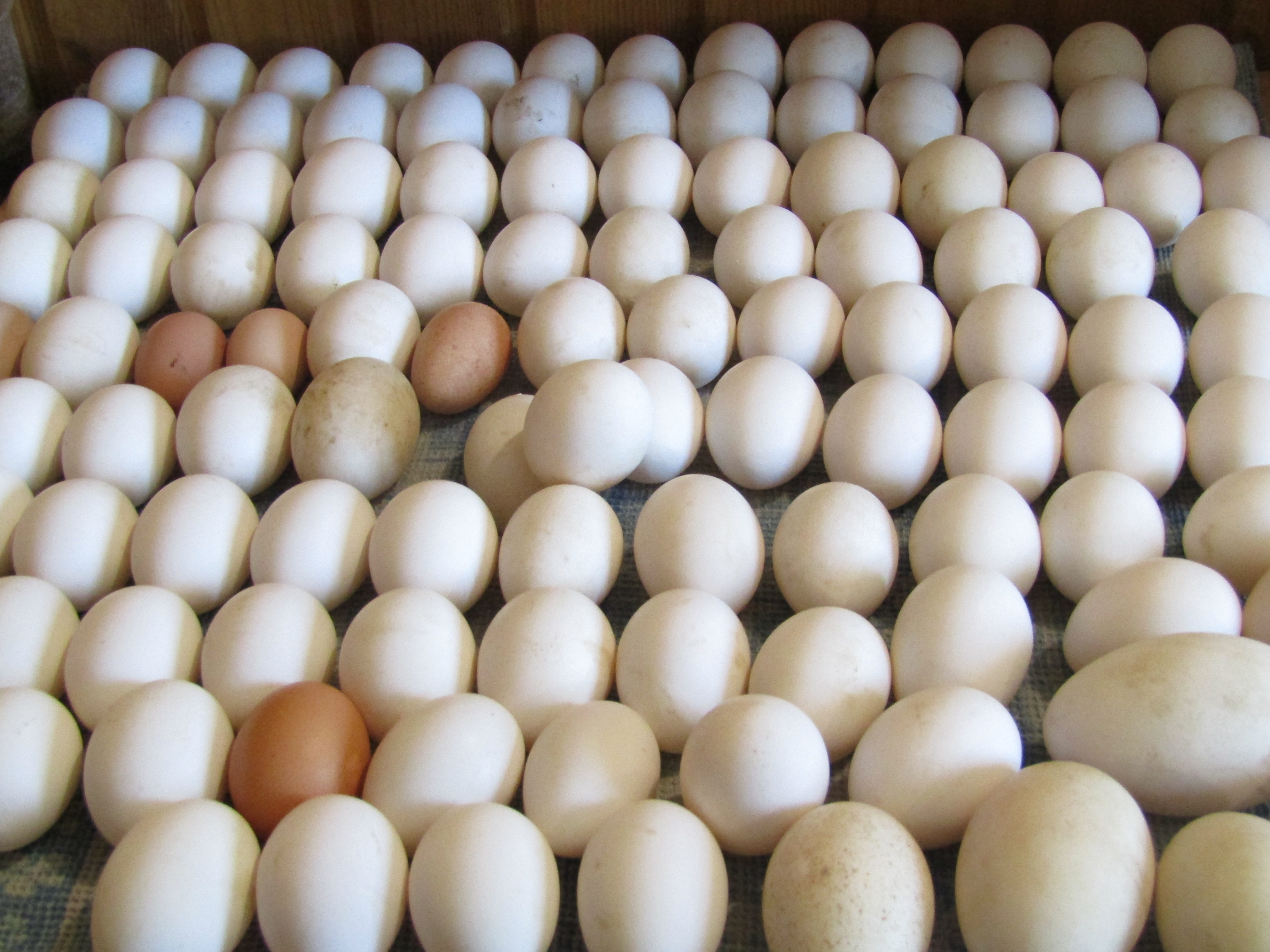 Яйца производители. Производство яиц. Яйца Оредеж. Гатчинская птицефабрика. Купить яйца в ленинградской
