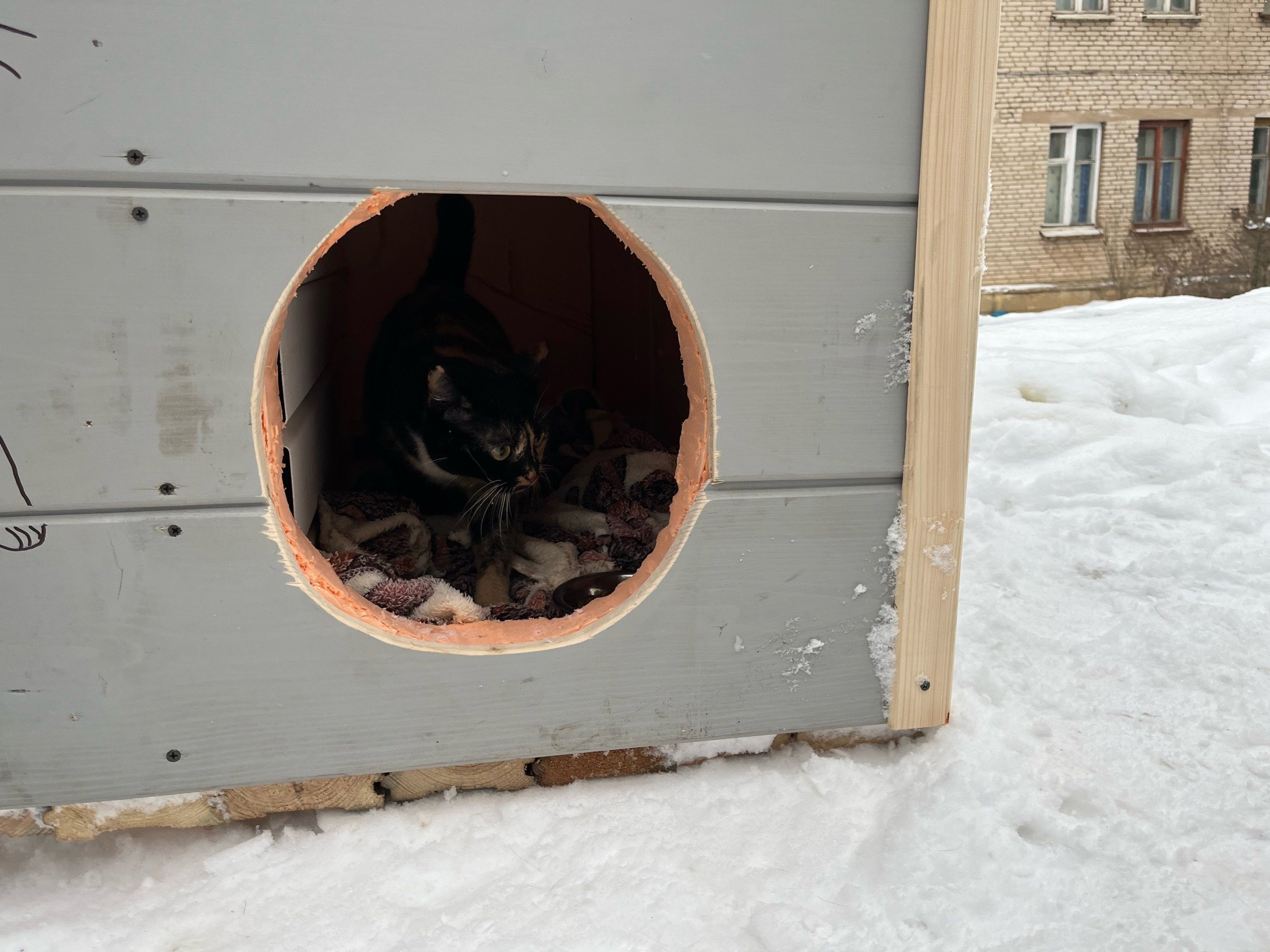 Гатчинская Служба Новостей — В Новом Учхозе появится кошачий город